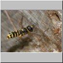 Ectemnius cavifrons oder ruficornis - Grabwespe w05b 11mm.jpg